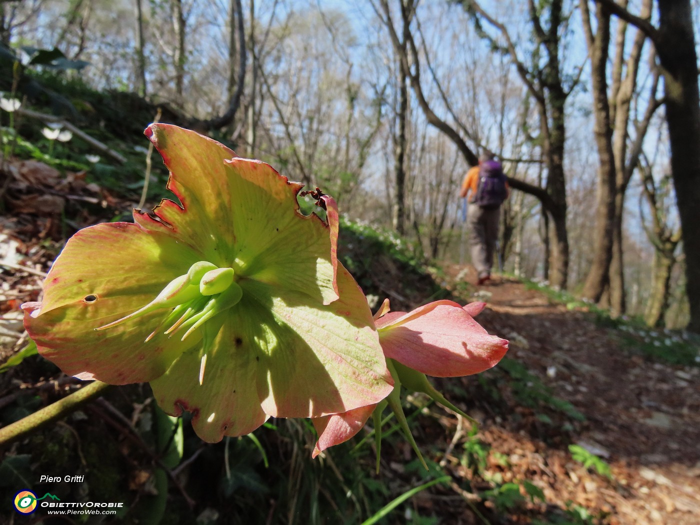 65 Helleborus niger- Elleboro in fruttescenza.JPG